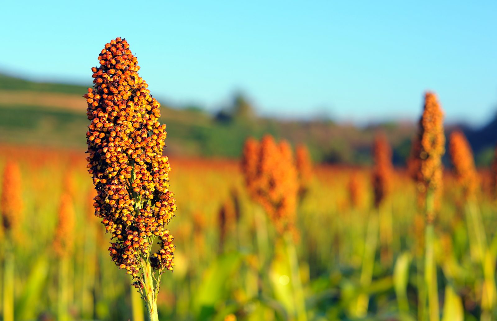 Nutrition animale  Sorgho grain ou fourrage, un développement